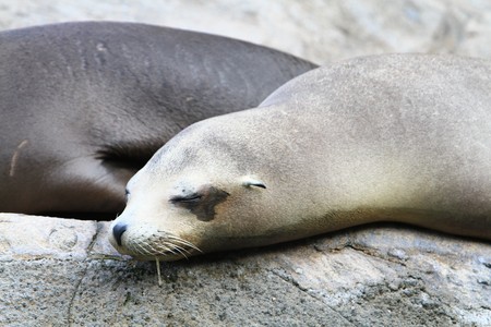 Sea Lionの写真素材