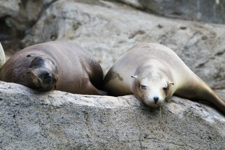 Sea Lion
