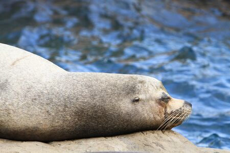 Sea Lionの写真素材