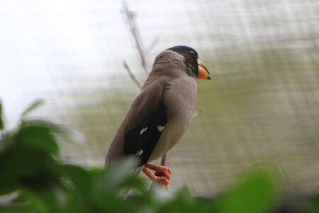 birdの写真素材