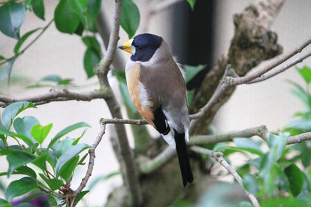 birdの写真素材