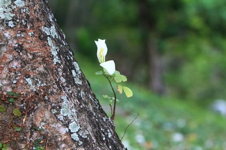 Bauhinia variegataの写真素材