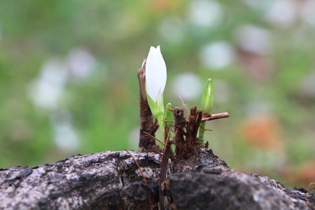 Bauhinia variegataの写真素材