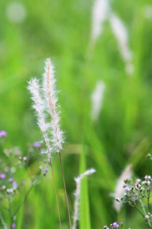 grassの写真素材