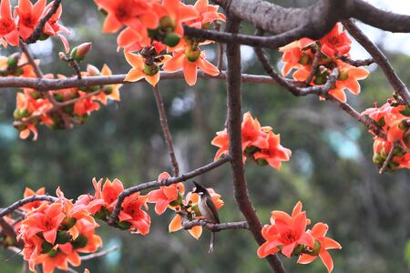 Bombax ceibaの写真素材