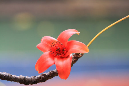 Bombax ceibaの写真素材