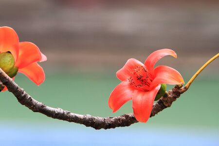 Bombax ceibaの写真素材