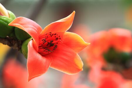 Bombax ceibaの写真素材