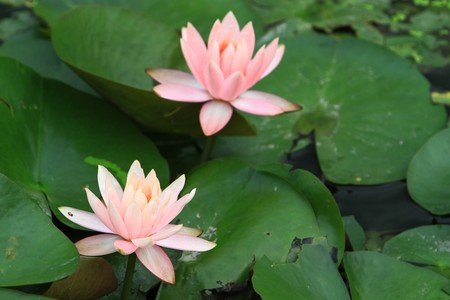 water lilyの写真素材