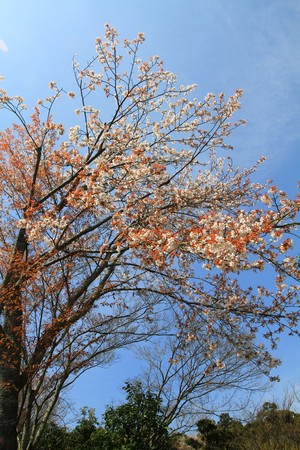 Cherry blossomsの写真素材