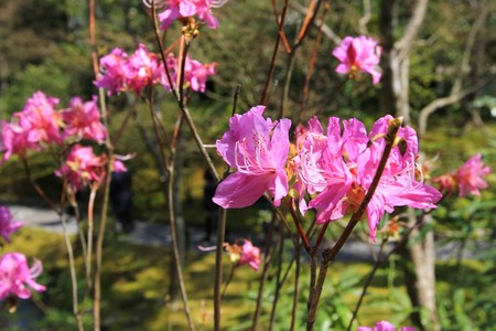 Cherry blossomsの写真素材