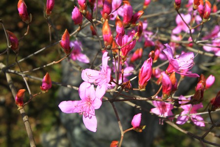 Cherry blossomsの写真素材
