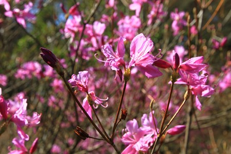 Cherry blossomsの写真素材