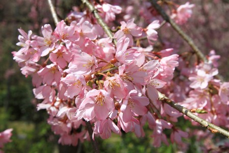 Cherry blossom treesの写真素材