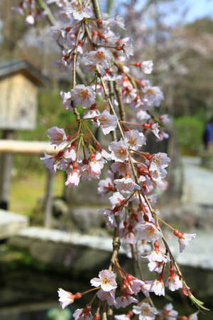 Cherry blossom treesの写真素材