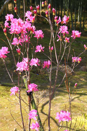 Cherry blossom treesの写真素材