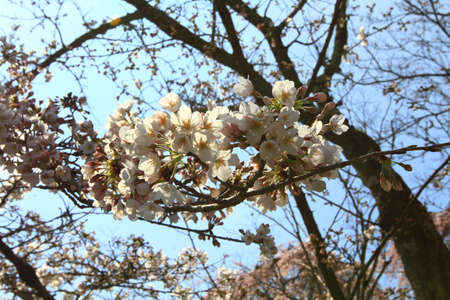 Cherry blossom treesの写真素材