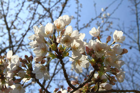 Cherry blossom treesの写真素材
