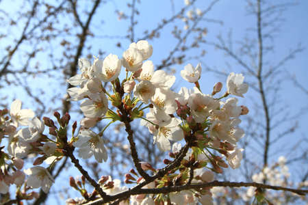 Cherry blossom treesの写真素材
