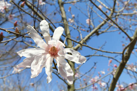Cherry blossom treesの写真素材