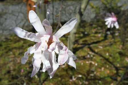 Cherry blossom treesの写真素材