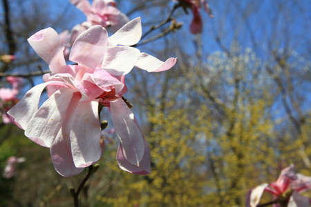 Cherry blossom treesの写真素材
