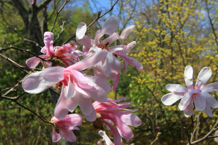 Cherry blossom treesの写真素材
