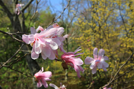 Cherry blossom treesの写真素材