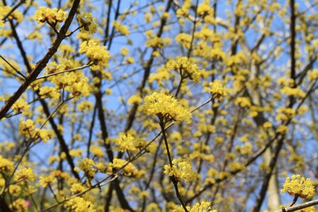 yellow flowerの写真素材