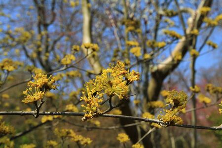 yellow flowerの写真素材