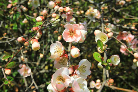 Cherry blossom treesの写真素材