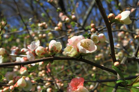 Cherry blossom treesの写真素材