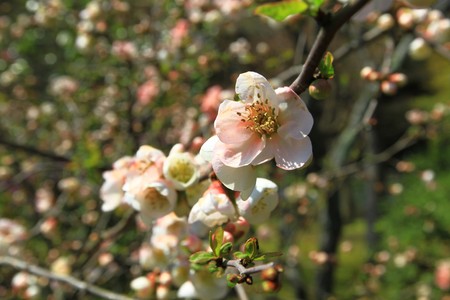 Cherry blossom treesの写真素材