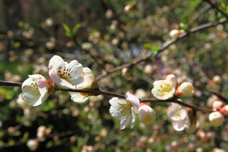 Cherry blossom treesの写真素材