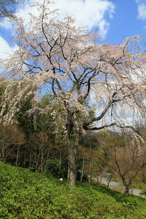Blooming azaleasの写真素材