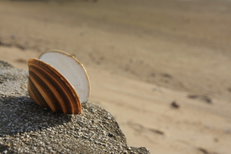 Seashell on rockの写真素材