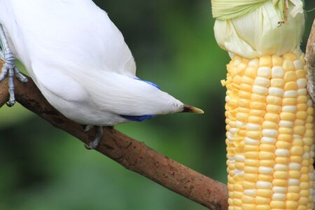 Leucopsar rothschildiの写真素材