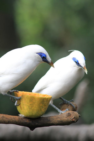 Leucopsar rothschildiの写真素材