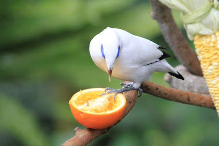 Leucopsar rothschildiの写真素材