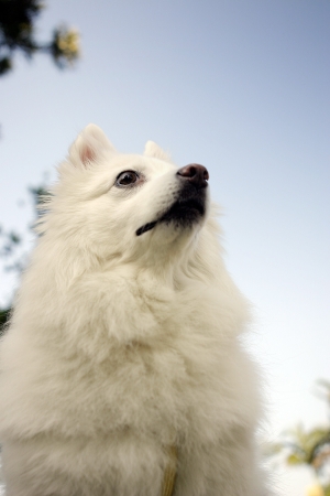 dogの写真素材