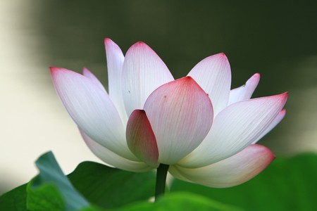 Lotusの写真素材