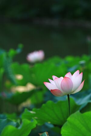 Lotusの写真素材