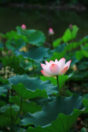 Lotusの写真素材