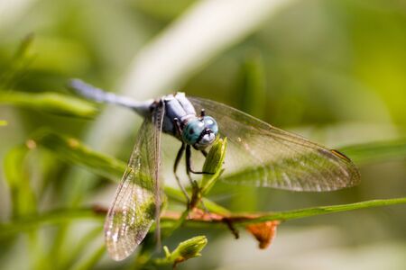 Dragonflyの写真素材