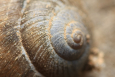 snailの写真素材