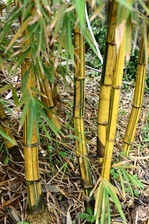 Bambooの写真素材