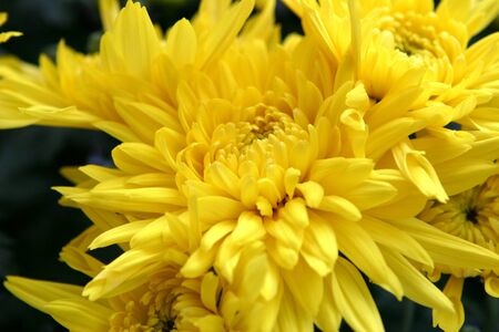 yellow Asteraceaeの写真素材