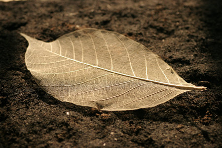 dry leaf
