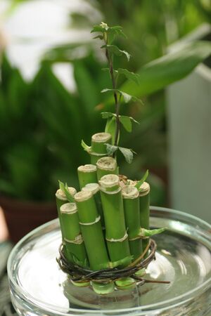 Bambooの写真素材
