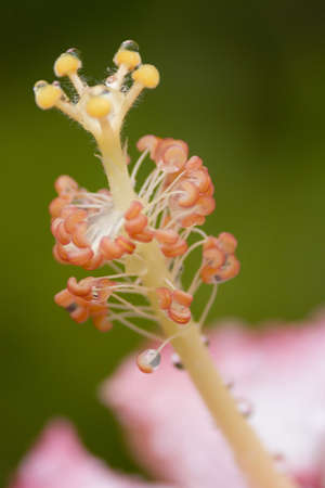 flower close upの写真素材